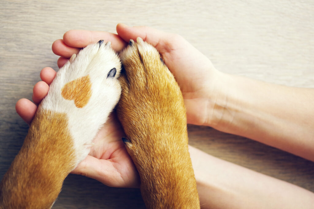 Person holding dog paws. One of the paws has a heart-shaped spot.